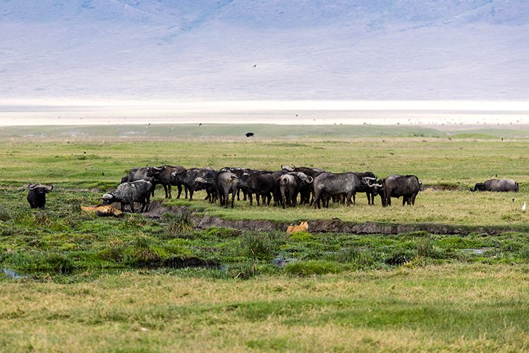TZA ARU Ngorongoro 2016DEC26 Crater 047